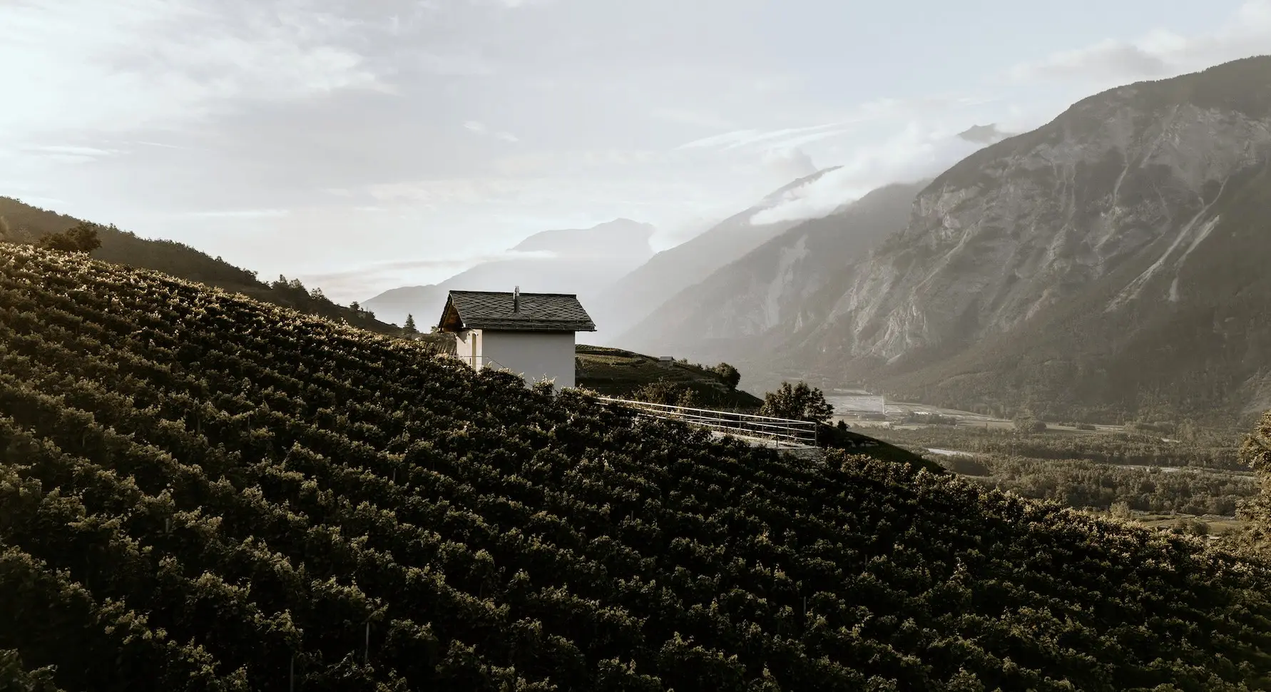 Rebhaus im Clos du Cornalin über den Rebzeilen, dahinter das Rhonetal im Morgenlicht